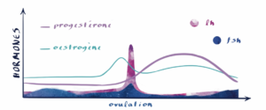 Courbe hormonal, cycle menstruel, courbe normale