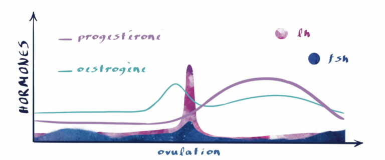 Courbe hormonal, cycle menstruel, courbe normale