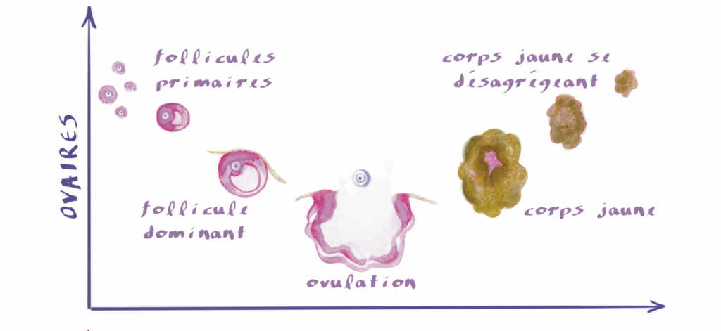 cycle hormonal, cycle féminin, hormones, menstruation, endomètre, cycle ovulatoire, ovule, ovulation, utérus